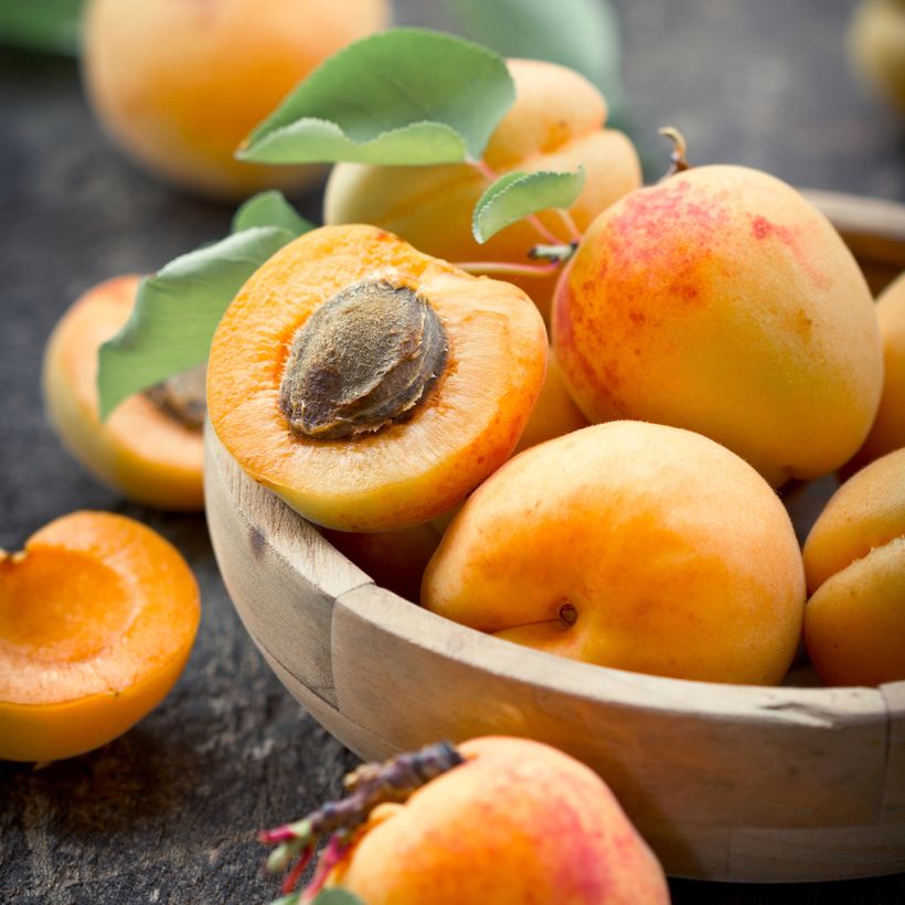 Aprikose Fruit Me Apricot Me Pending - Prunus armeniaca (Harvest)