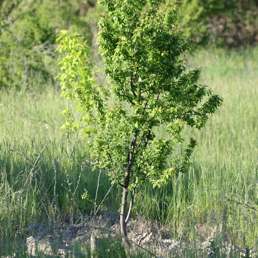 Aprikose Fruit Me Apricot Me Pending - Prunus armeniaca (Plant habit)