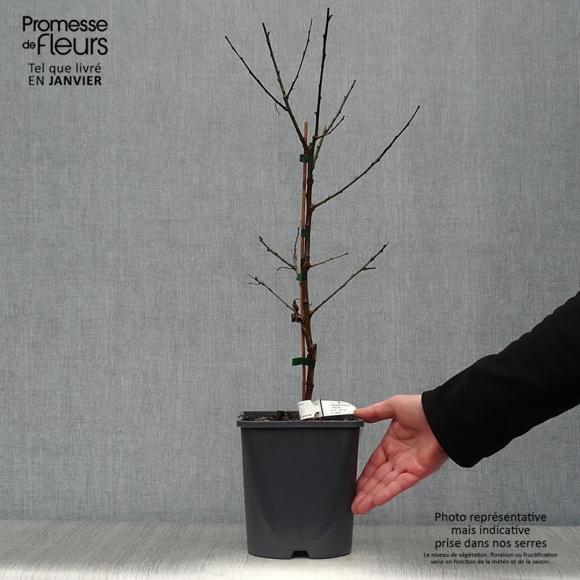 Exemplar von Aprikose Fruit Me Apricot Me Pending - Prunus armeniaca Topf mit 4L/5L, Zwergform wie im Winter geliefert