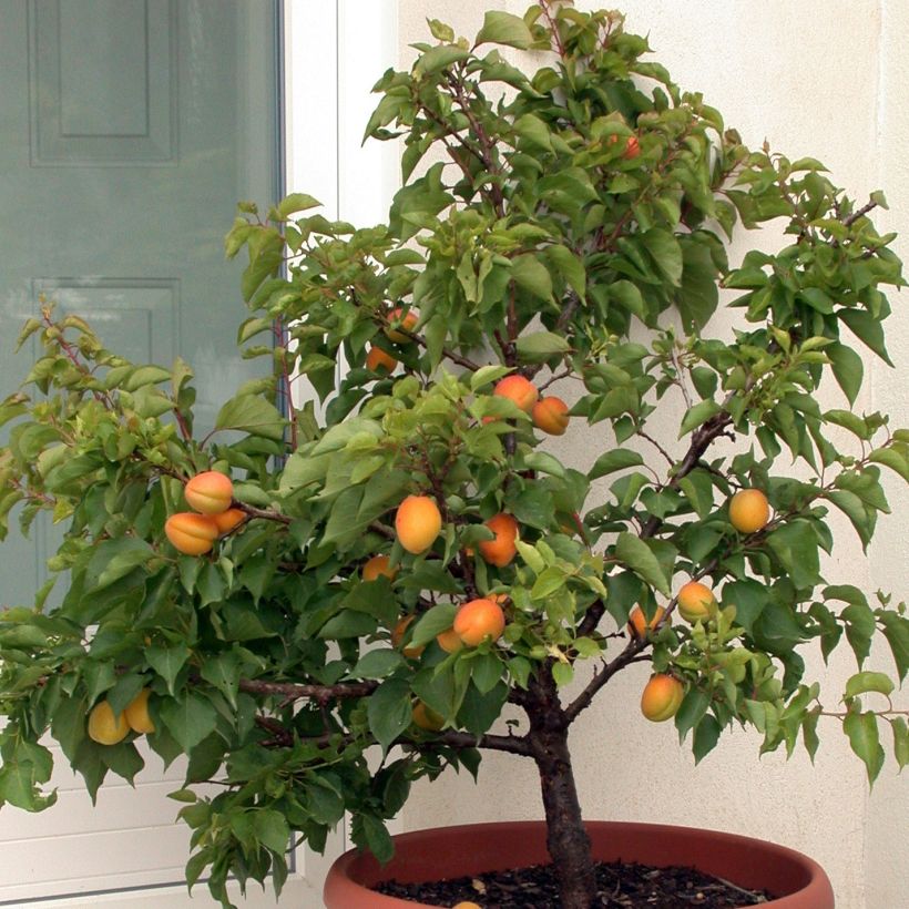 Aprikose Garden Aprigold - Prunus armeniaca (Plant habit)
