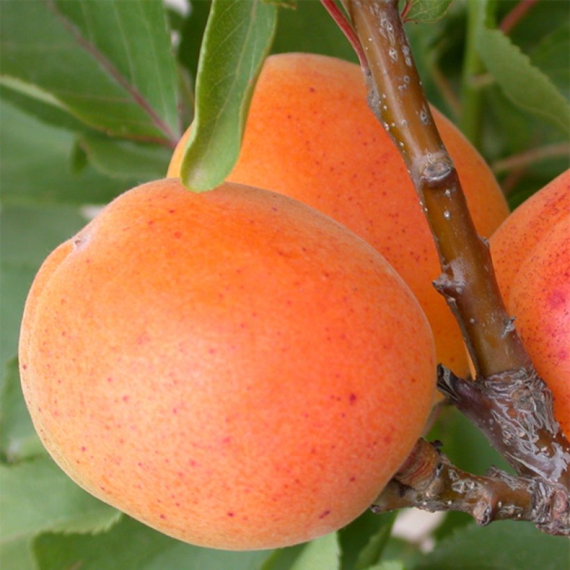 Aprikose Garden Aprigold - Prunus armeniaca (Harvest)