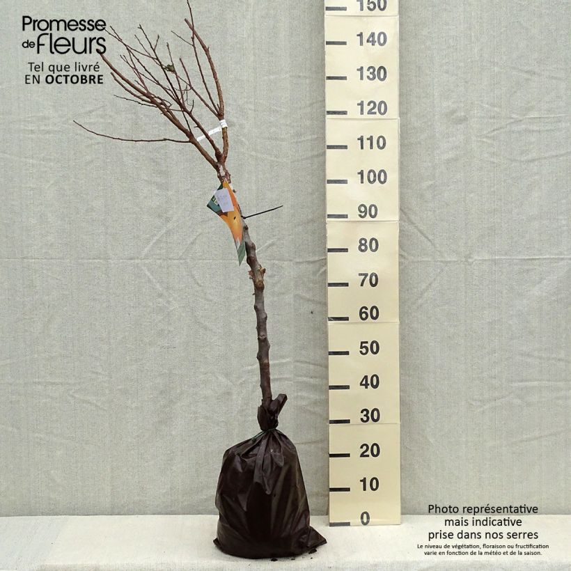 Example of Aprikose Rustique Des Pyrénées bourquin - Prunus armeniaca Plug "Fertig-zum-Pflanzen", Gobelet-Form as you get in automne