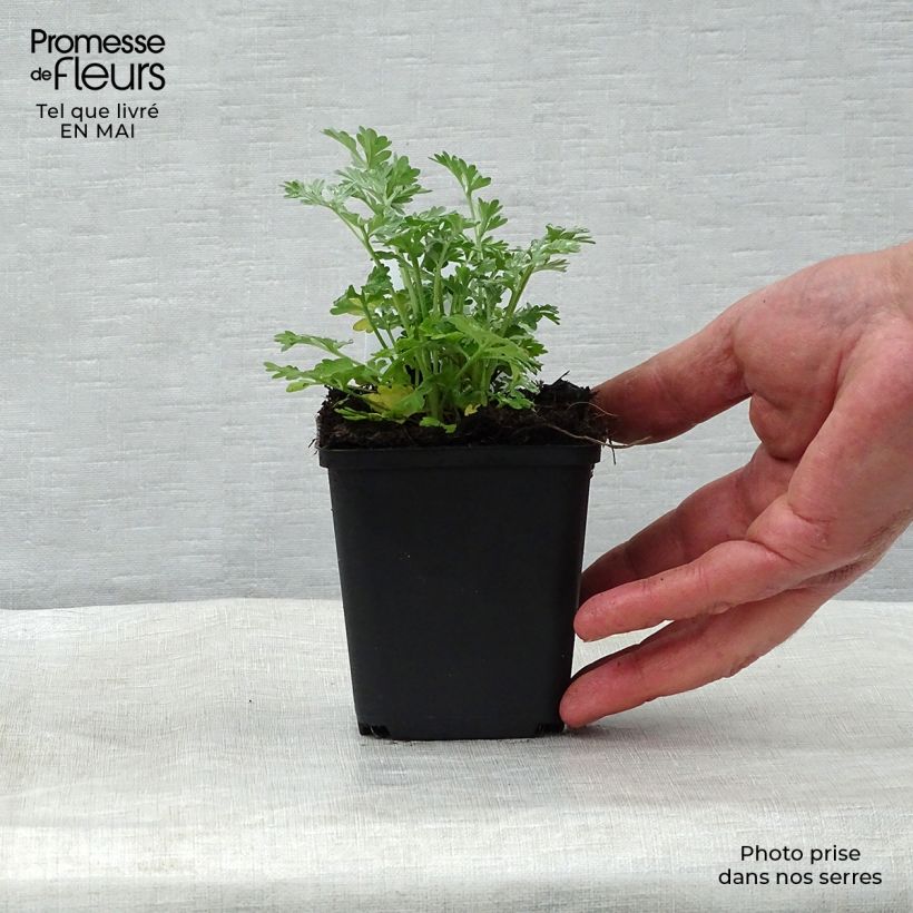 Exemplar von Wermut - Artemisia absinthium Kleine Töpfe von 8/9 cm wie im Frühjahr geliefert