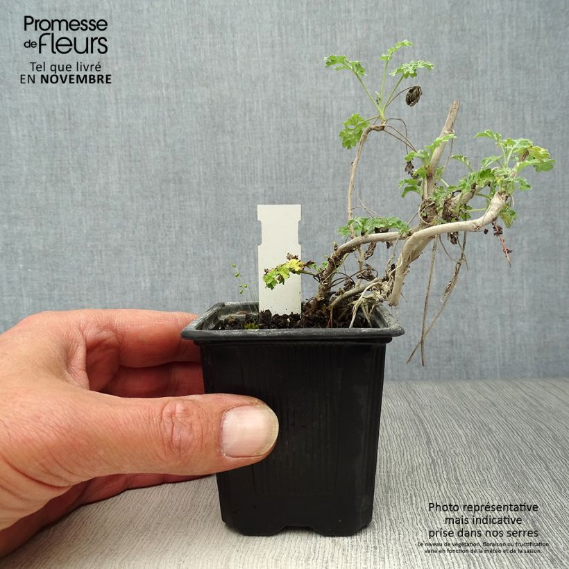 Example of Wermut - Artemisia absinthium Kleine Töpfe von 8/9 cm as you get in automne