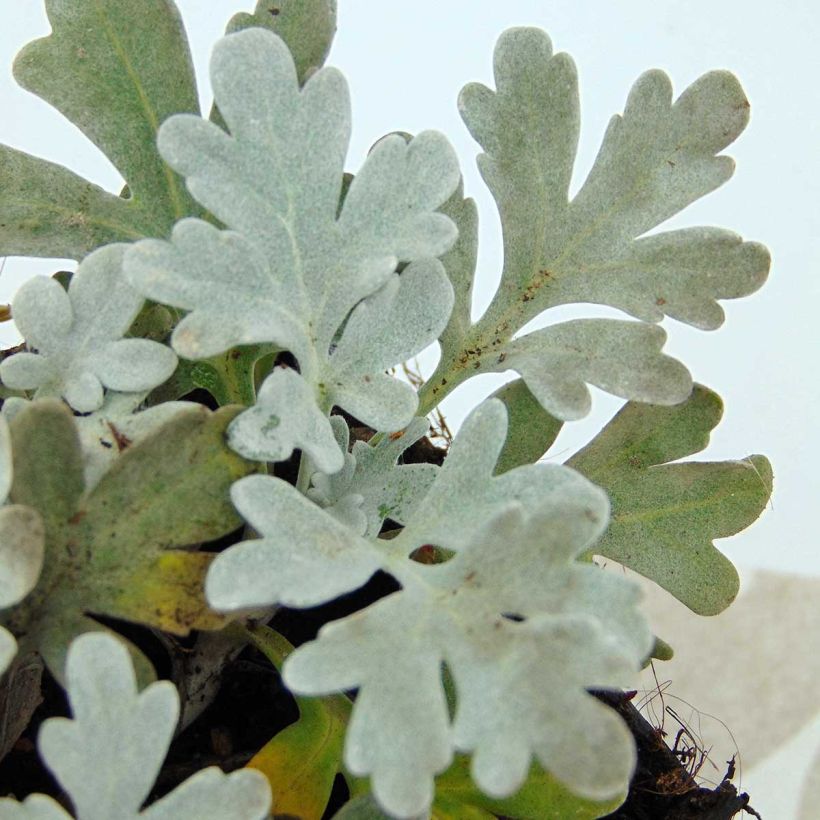 Silber-Wermut Boughton Silver - Artemisia stelleriana (Foliage)