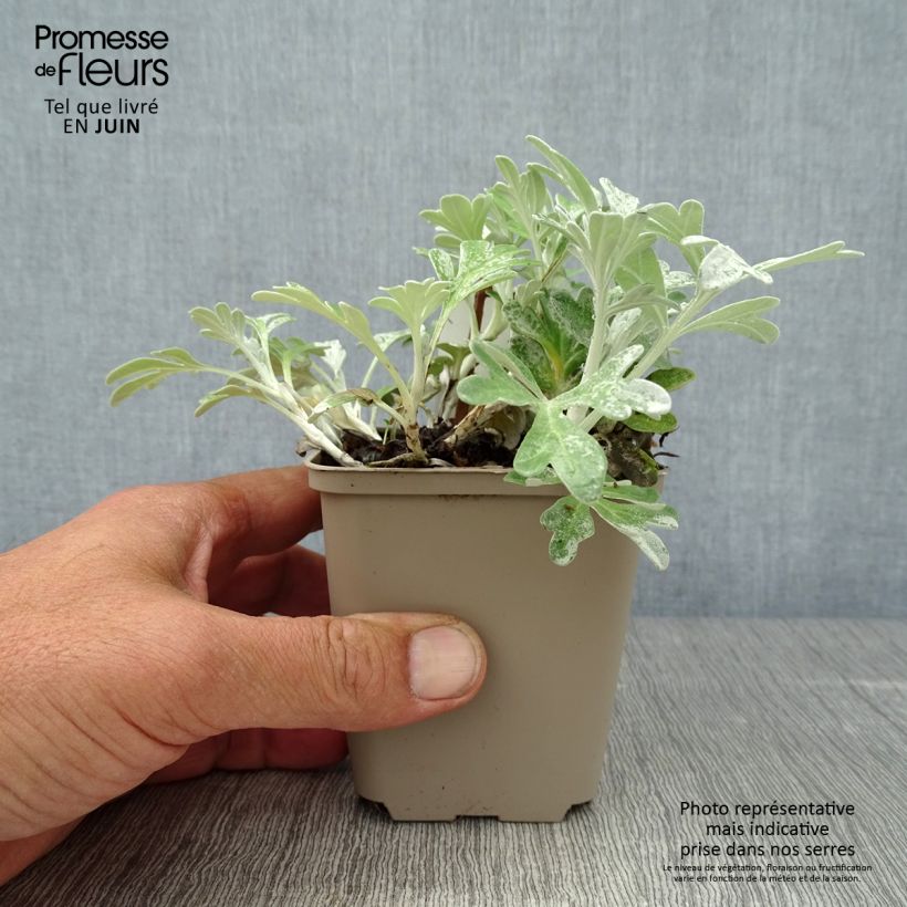 Exemplar von Silber-Wermut Boughton Silver - Artemisia stelleriana Kleine Töpfe von 8/9 cm wie im Sommer geliefert