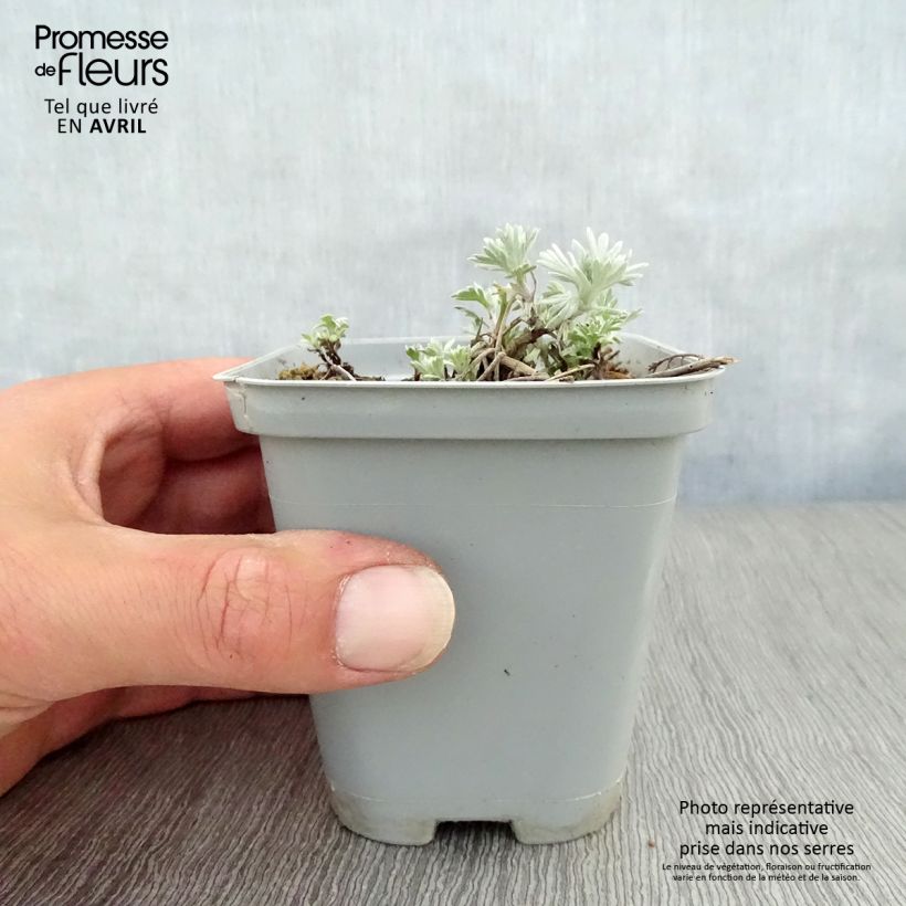 Exemplar von Silber-Wermut Boughton Silver - Artemisia stelleriana Kleine Töpfe von 8/9 cm wie im Frühjahr geliefert