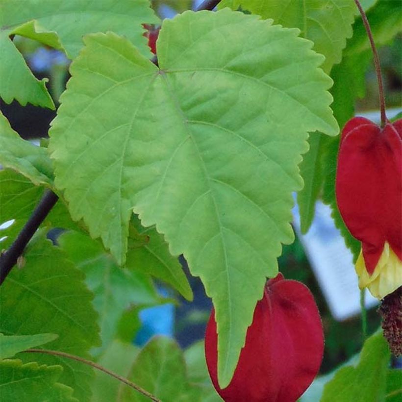 Abulilon megapotamicum - Schönmalve (Foliage)