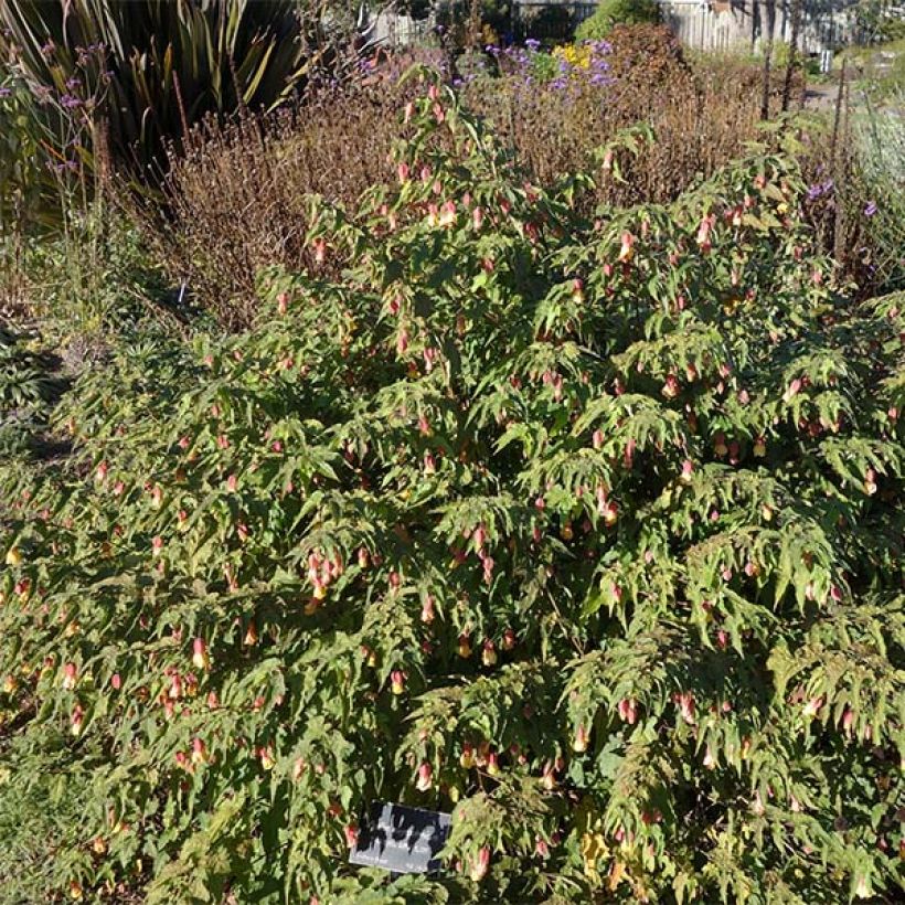 Abulilon megapotamicum - Schönmalve (Plant habit)