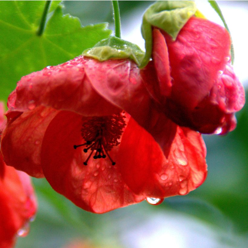 Abutilon Cannington Carol - Schönmalve (Flowering)
