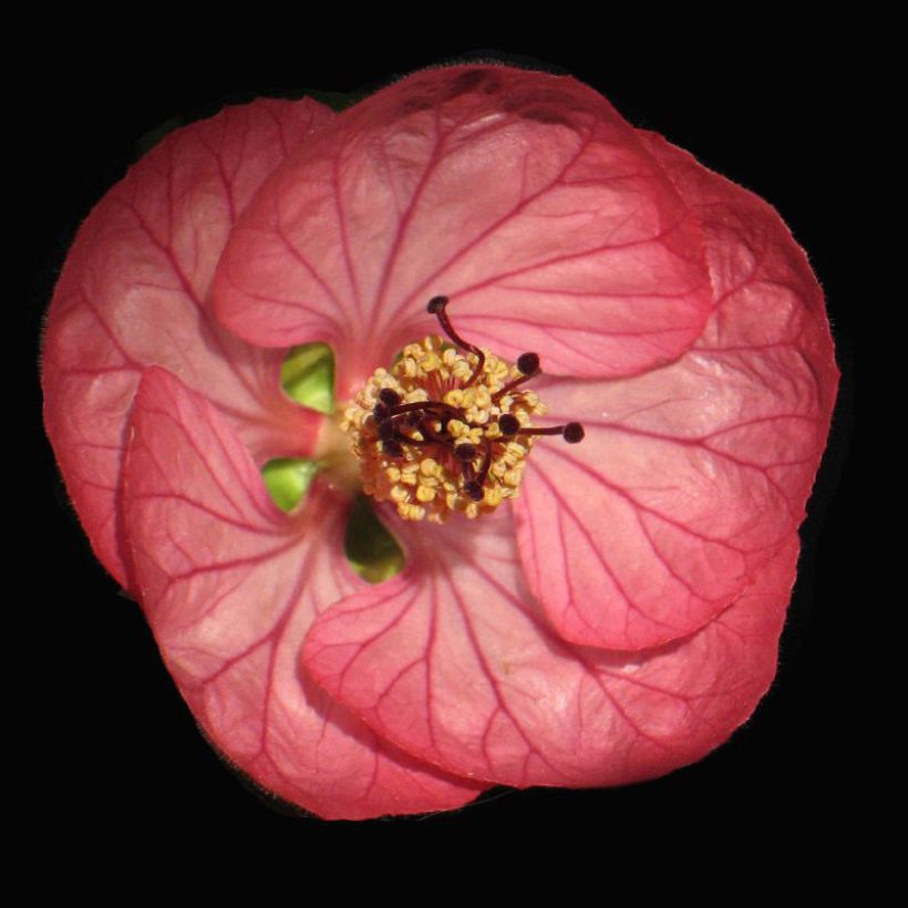 Abutilon Cerise Queen - Schönmalve (Flowering)