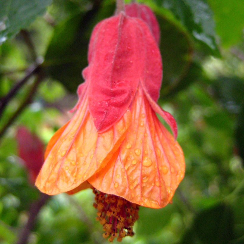 Abutilon Patrick Synge - Schönmalve (Flowering)