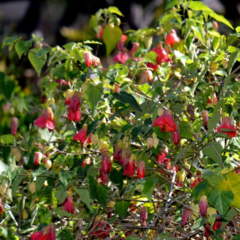 Abutilon Patrick Synge - Schönmalve (Plant habit)
