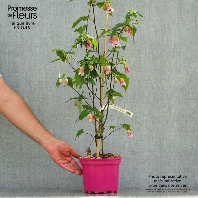Exemplar von Abutilon Pink Charm - Schönmalve Topf mit 3L/4L wie im Sommer geliefert