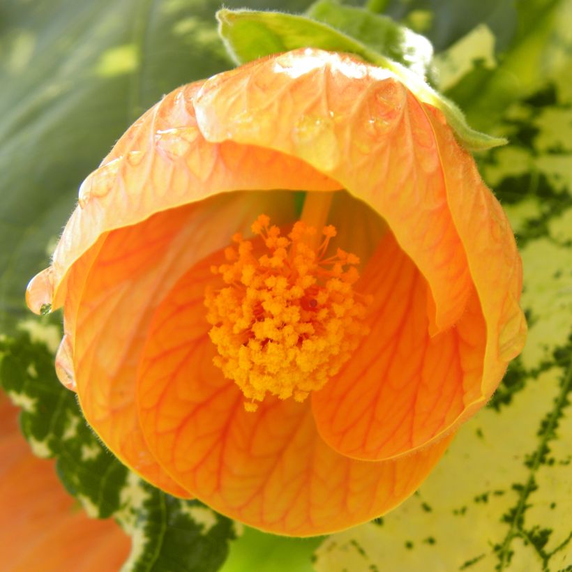 Abutilon Savitzii - Schönmalve (Flowering)