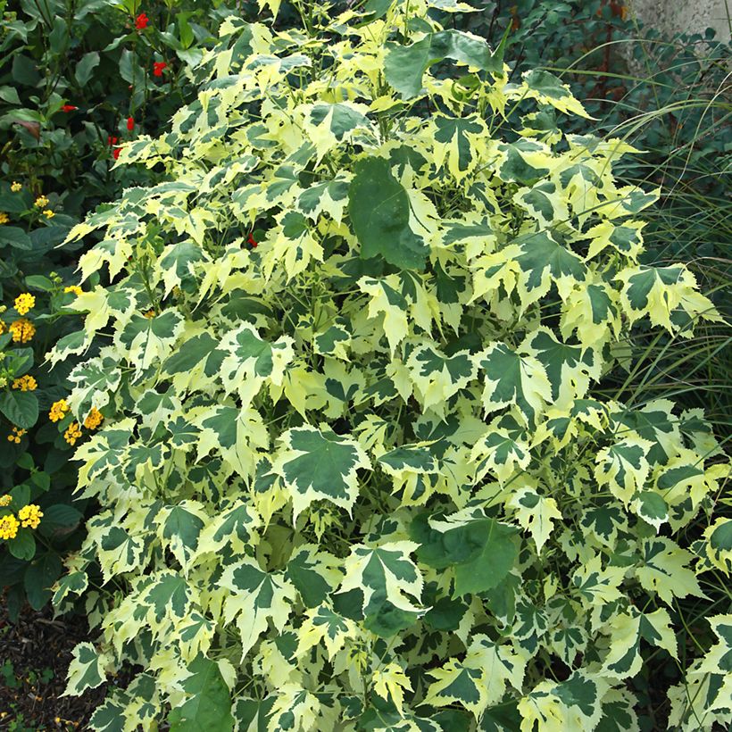 Abutilon Savitzii - Schönmalve (Foliage)