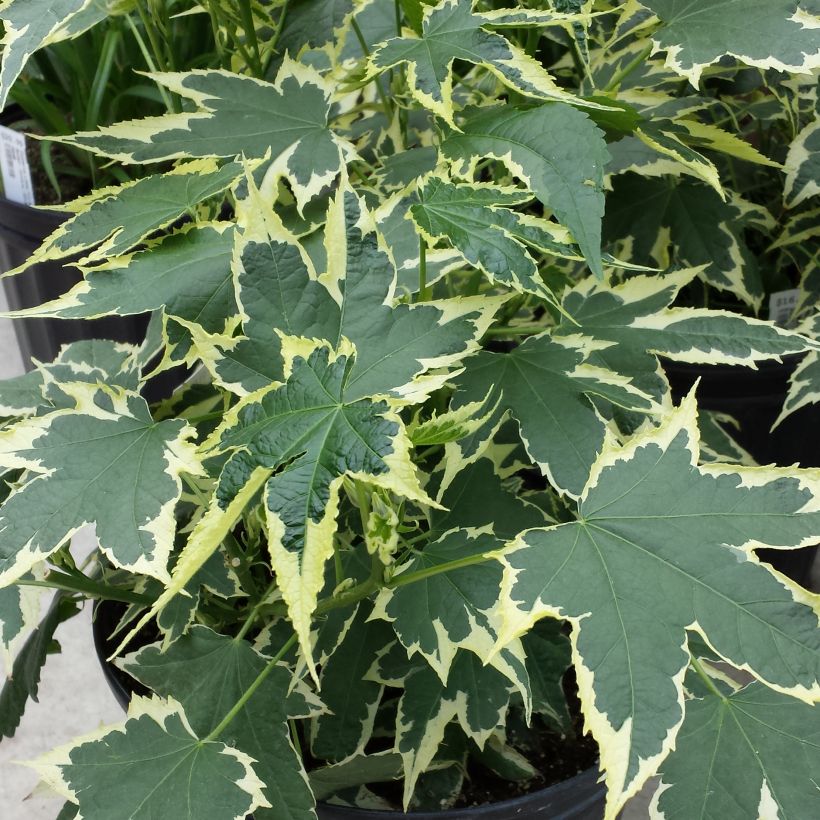 Abutilon Souvenir de Bonn - Schönmalve (Foliage)