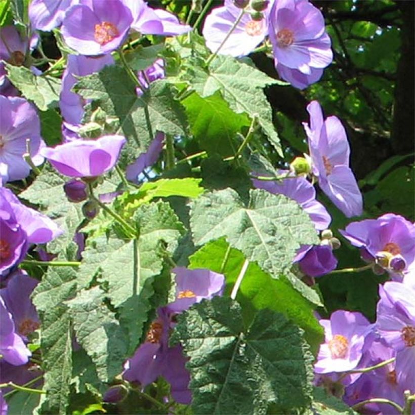 Abulilon Suntense - Schönmalve (Foliage)