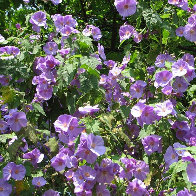 Abulilon Suntense - Schönmalve (Flowering)