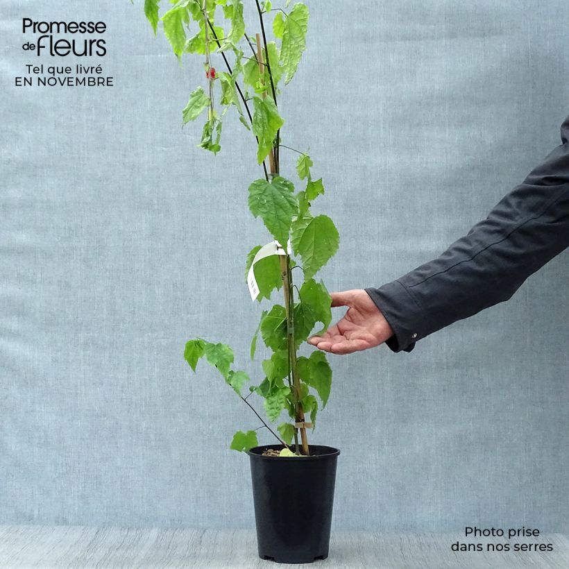 Example of Abulilon megapotamicum - Schönmalve Topf mit 3L/4L as you get in automne