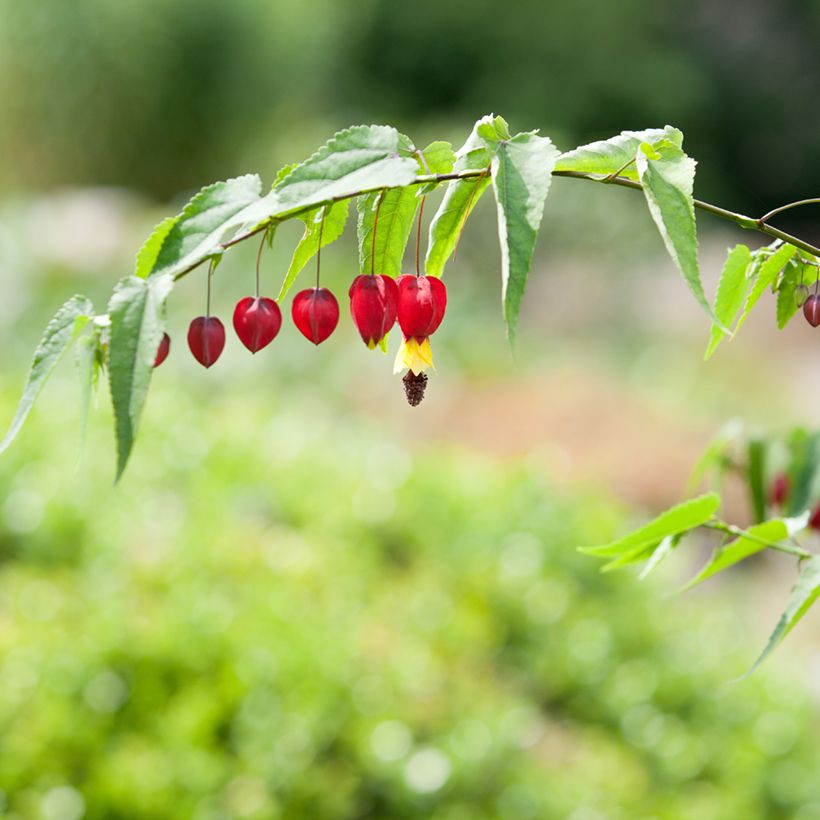 Abulilon megapotamicum - Schönmalve (Flowering)
