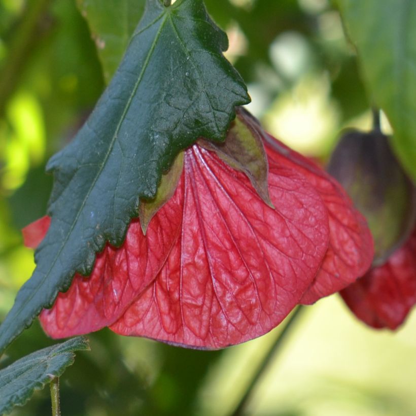 Abutilon Nabob - Schönmalve (Flowering)