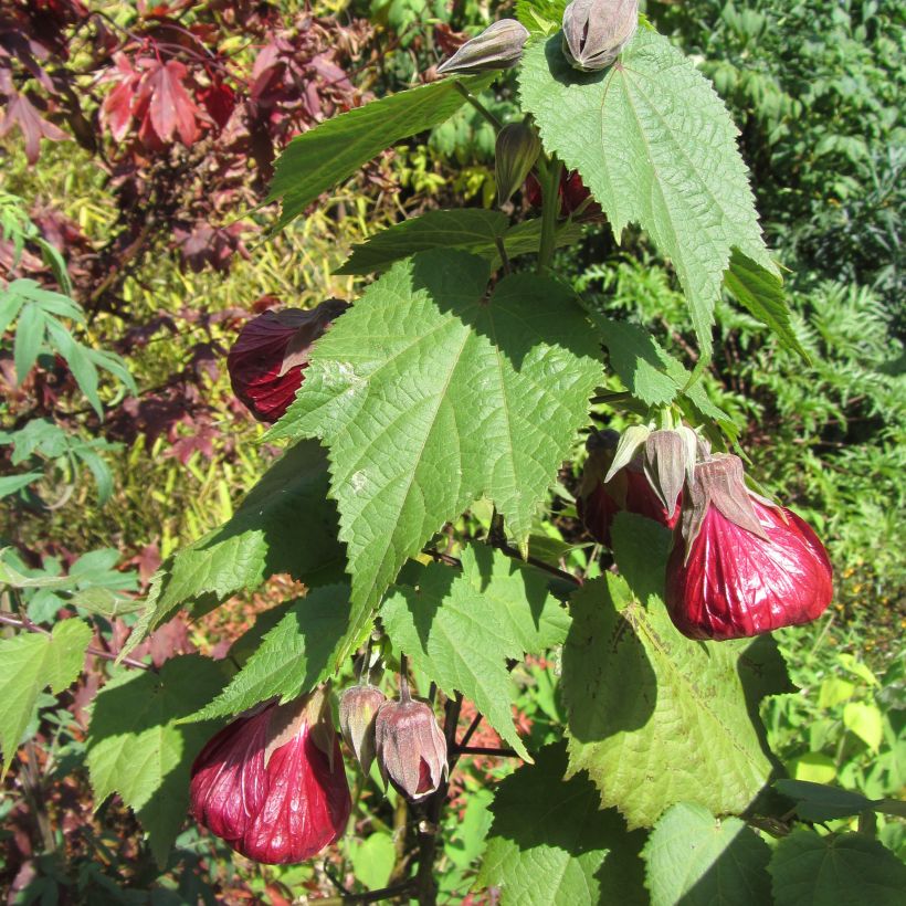 Abutilon Nabob - Schönmalve (Plant habit)