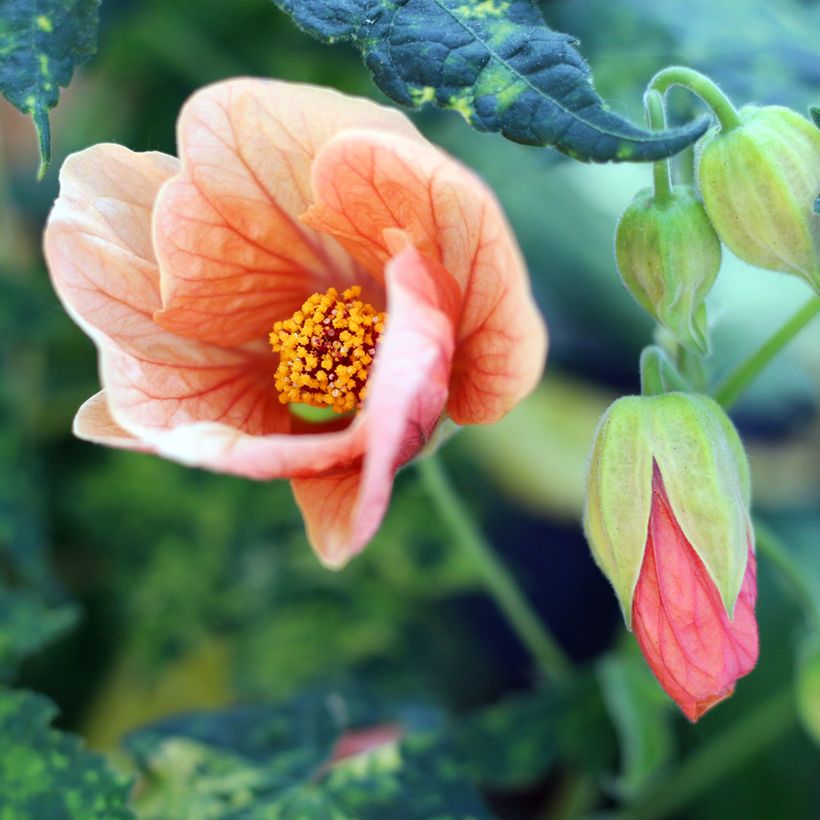 Abutilon pictum Thompsonii - Schönmalve (Flowering)