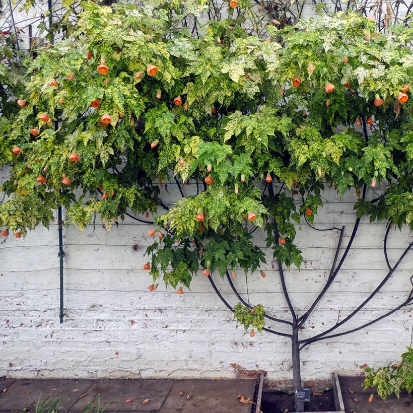 Abutilon pictum Thompsonii - Schönmalve (Plant habit)