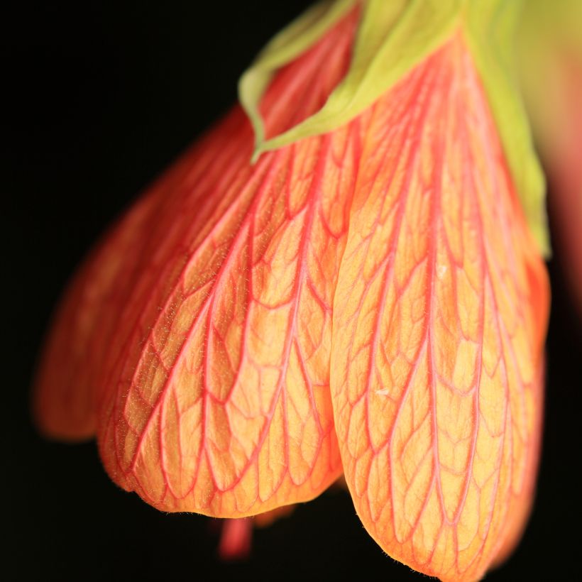 Abutilon Souvenir de Bonn - Schönmalve (Flowering)
