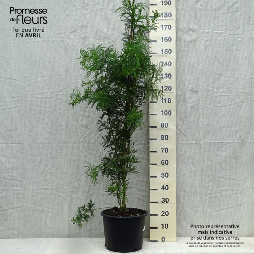 Example of Acacia baileyana - Baileys Akazie Topf mit 7,5L/10L as you get in printemps