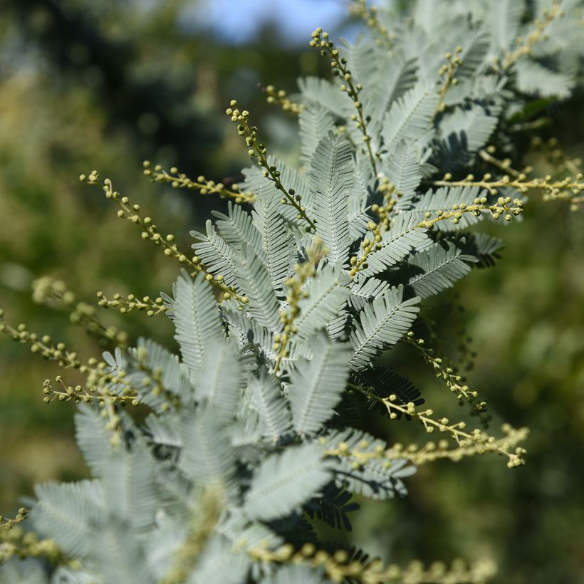 Acacia baileyana - Baileys Akazie (Foliage)