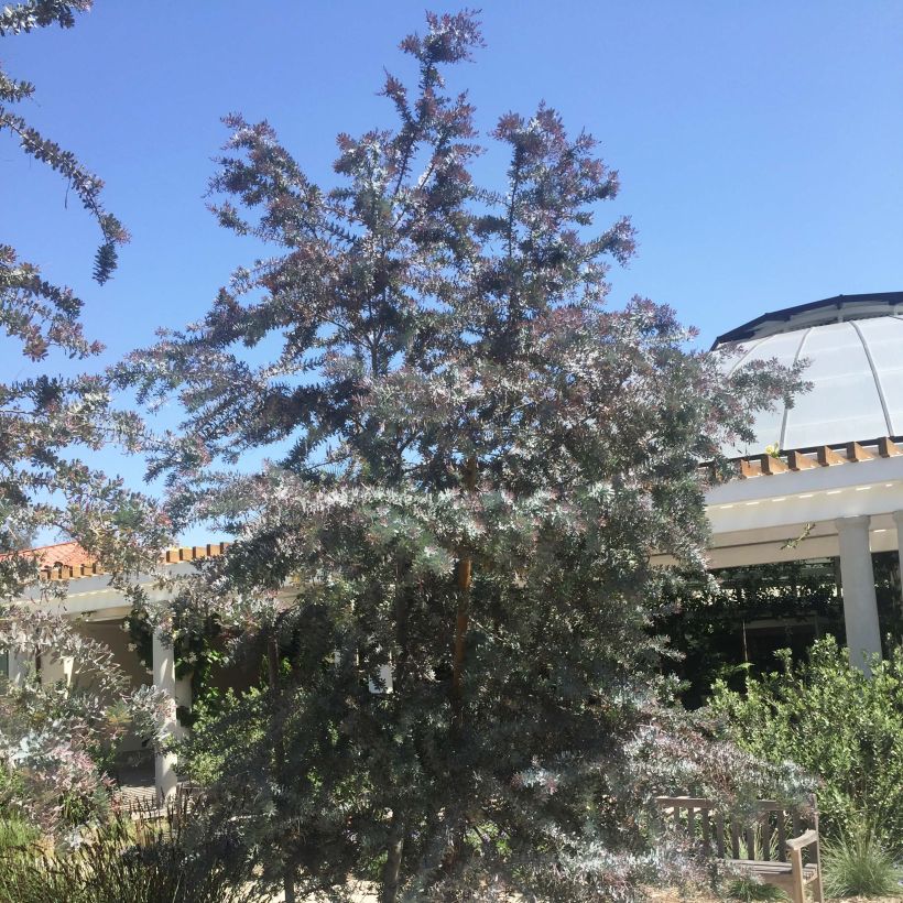 Acacia baileyana Purpurea - Cootamundra-Akazie (Plant habit)