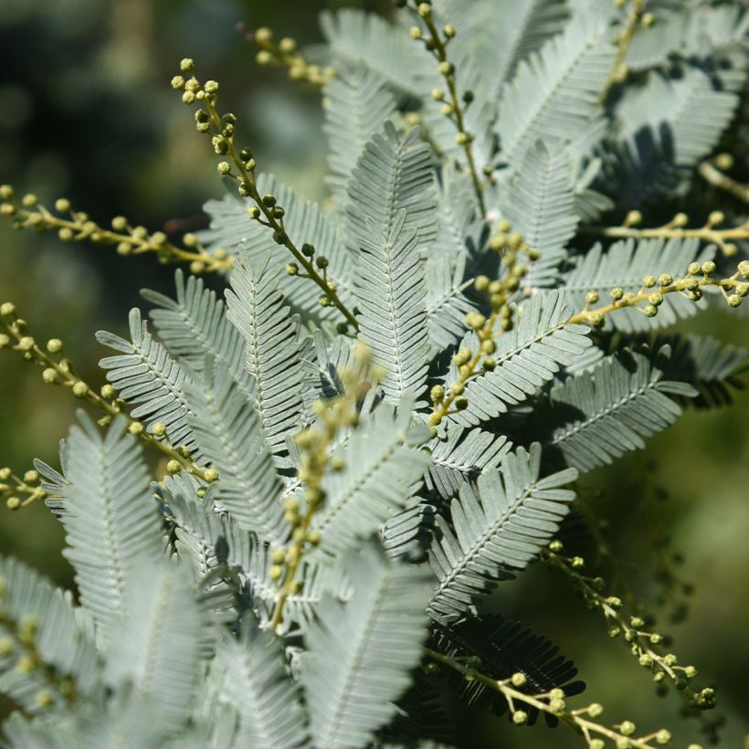 Acacia baileyana Songlines - Cootamundra-Akazie (Foliage)