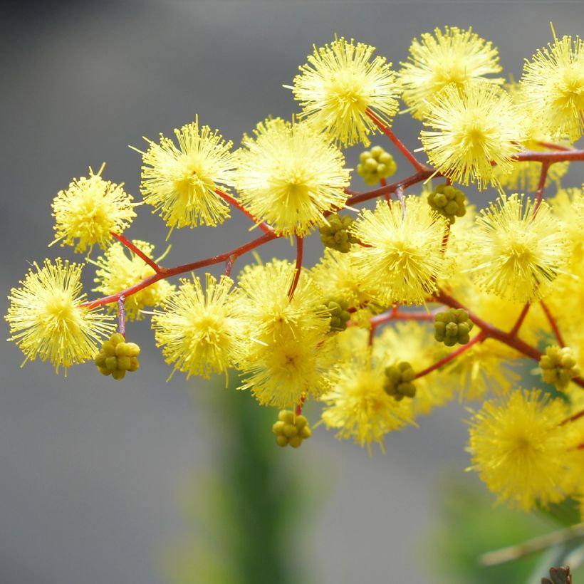 Acacia baileyana Songlines - Cootamundra-Akazie (Flowering)