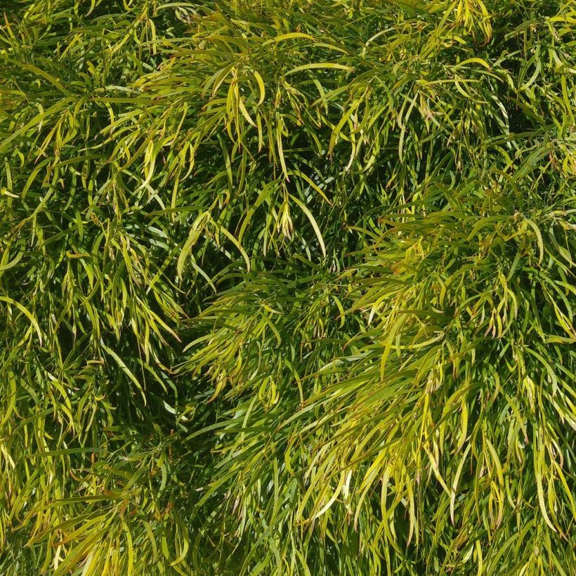 Acacia cognata Limelight - Akasie (Foliage)