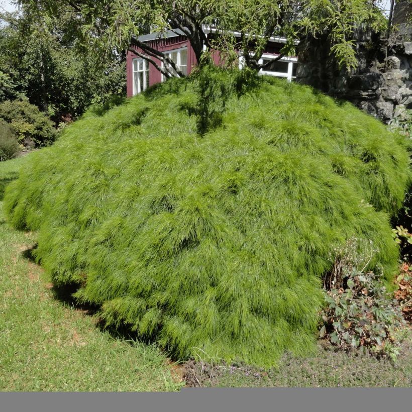 Acacia cognata Limelight - Akasie (Plant habit)
