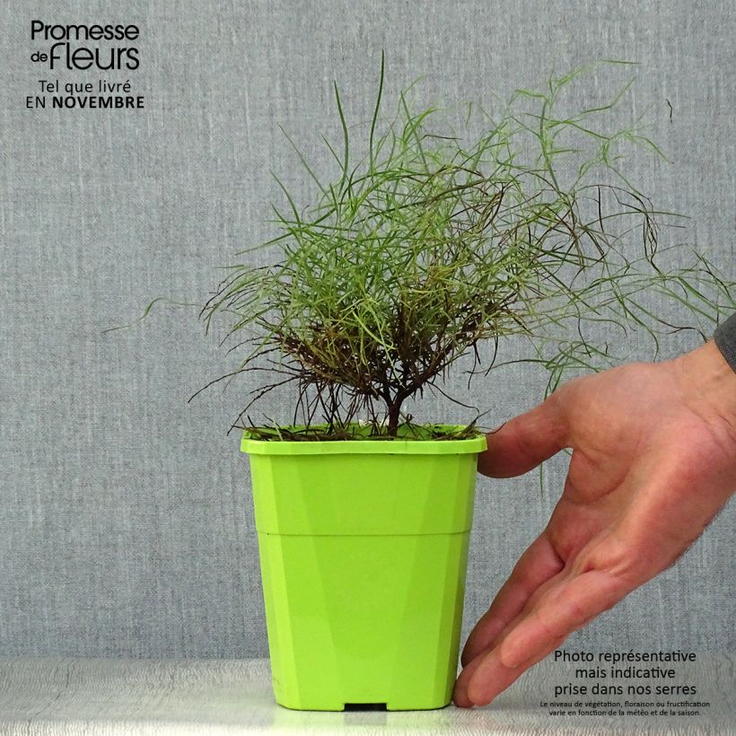 Example of Acacia cognata Limelight - Akasie Topf mit 1L/1,5L as you get in automne