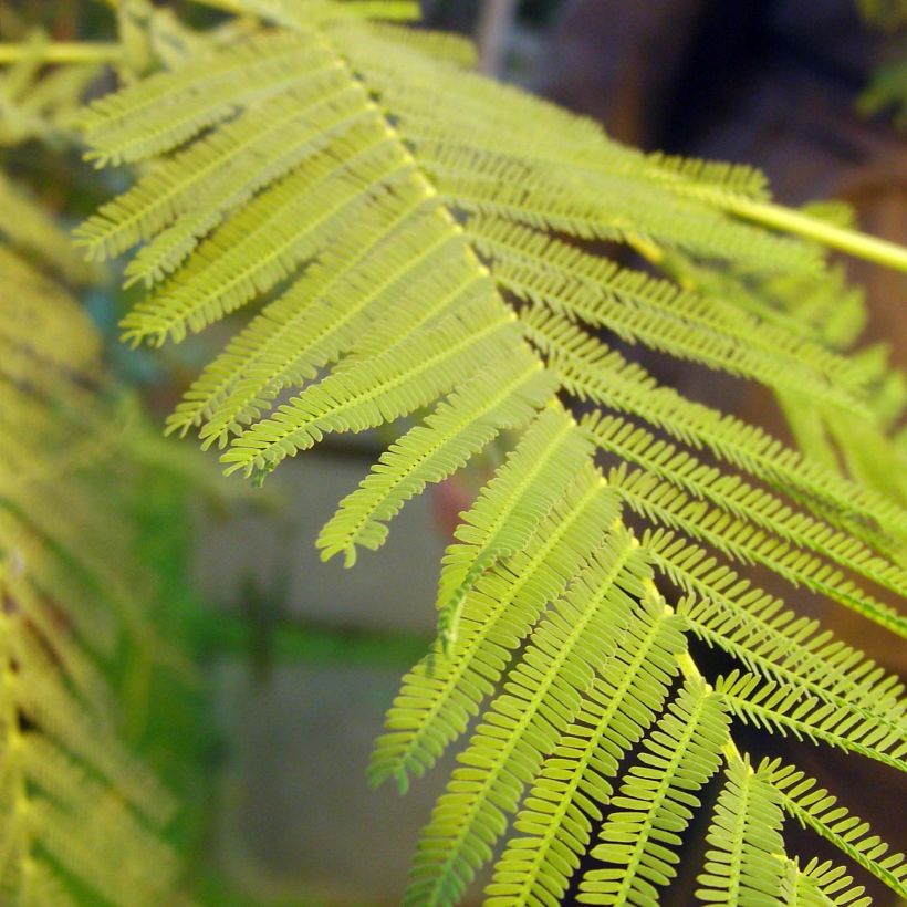 Acacia dealbata - Silber-Akazie (Foliage)