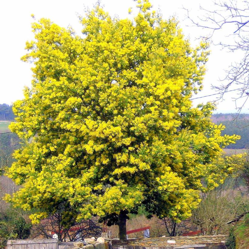 Acacia dealbata - Silber-Akazie (Plant habit)