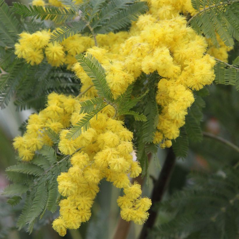 Acacia dealbata Gaulois Astier - Silber-Akazie (Flowering)