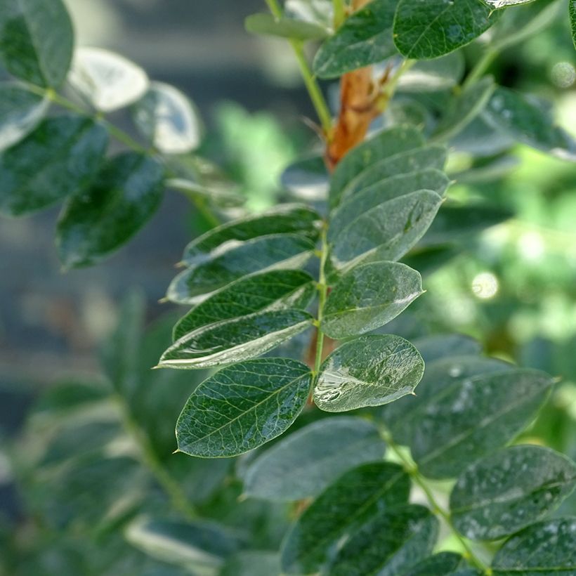 Caragana arborescens - Erbsenstrauch (Foliage)