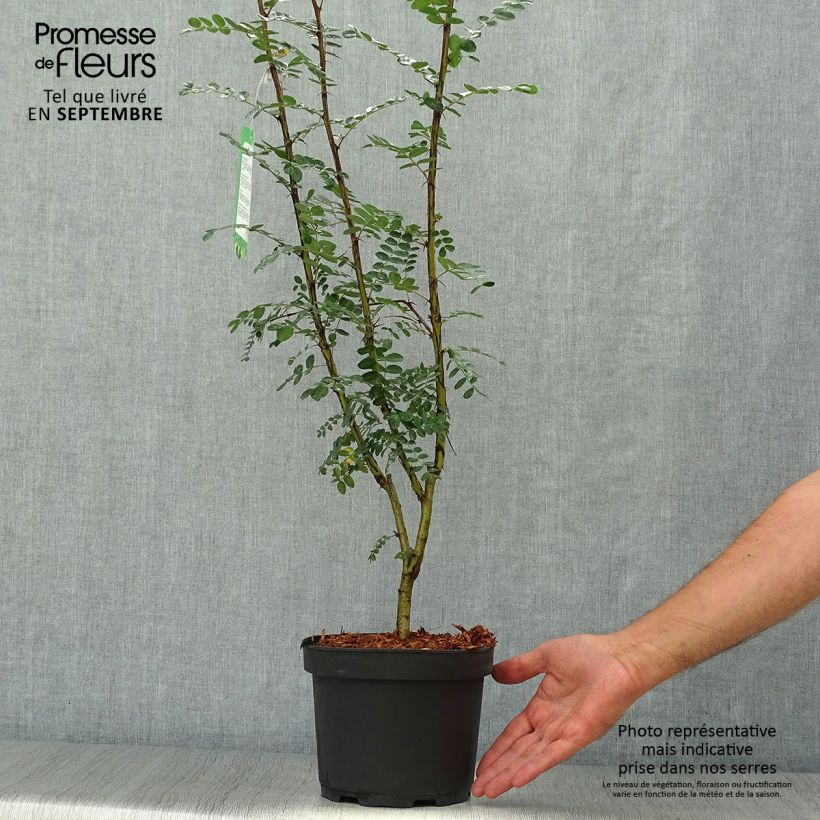 Example of Caragana arborescens - Erbsenstrauch Topf mit 2L/3L as you get in automne