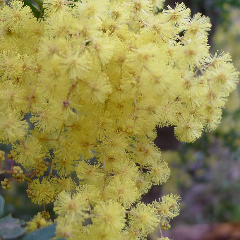 Acacia pravissima - Akazie (Flowering)
