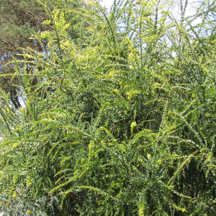 Acacia pravissima - Akazie (Plant habit)