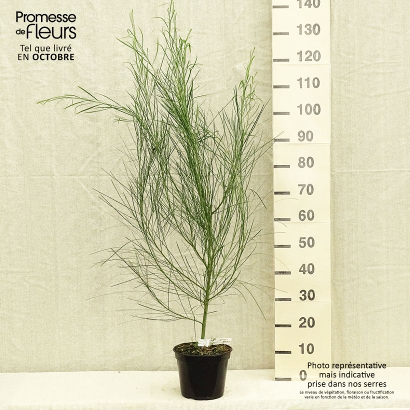 Example of Acacia retinodes - Immergrüne Akazie Topf mit 2L/3L as you get in automne