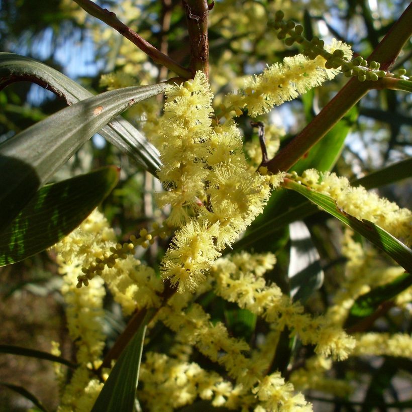 Acacia longifolia - Langblättrige Akazie (Flowering)