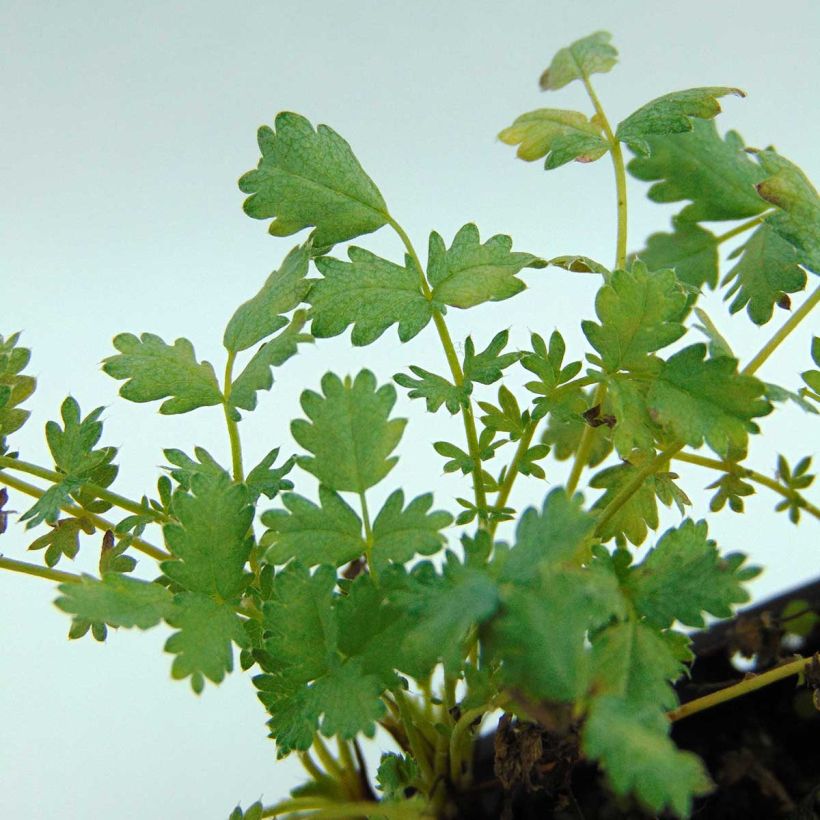 Acaena buchananii - Blaugrünes Stachelnüsschen (Foliage)