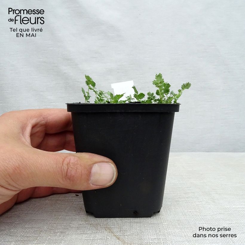 Exemplar von Acaena buchananii - Blaugrünes Stachelnüsschen Kleine Töpfe von 8/9 cm wie im Frühjahr geliefert