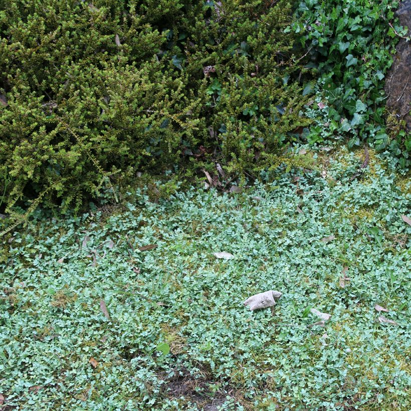Acaena buchananii - Blaugrünes Stachelnüsschen (Plant habit)